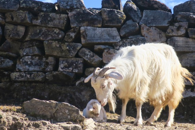 d4f6cc70-b37a-4a3c-be0a-0c989a54a949